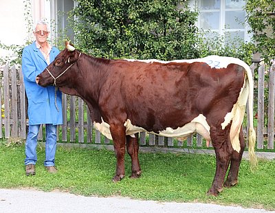 Drittkalbskuh Raut (V.Major) von Roswitha und Peter Trauner, Kramer in Bruck