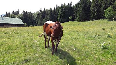 Genussvolle Sommerweide am Berg!
