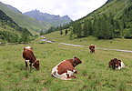 IMG 2218