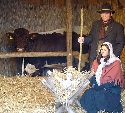 Stier Maxl (V.Molto) an der Krippe von Unterschweinfurt