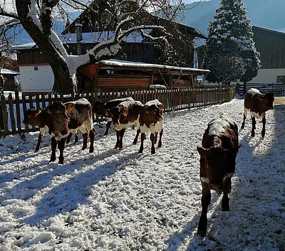 Wie schön der Winter doch ist - die Kälber von Familie Bacher, Radler in Mühlbach/Pzg. genießen ihren winterlichen Spaziergang!