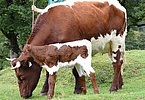 Frisch geboren auf der Alm!