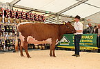 IMG 9955