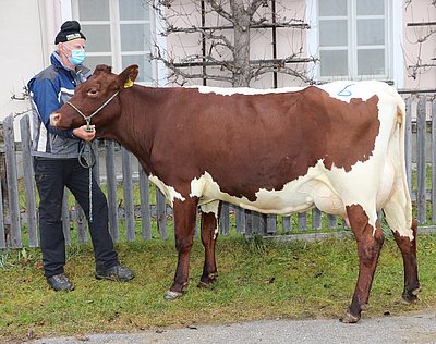 Zweitkalbskuh GABI (V.Loris) von Manfred Nindl, Schranzlern, Hollersbach