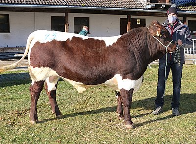 Kapitaler Fleischstier kr MAJESTÄT (Maximus x Moltus) von Horst Schnitzer, Jaklbauer, Feldkirchen