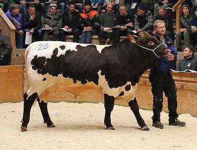 REKORD in jeder Hinsicht! Parade-Zuchtstier von Gerhard Innerhofer, Einödberg, Mittersill