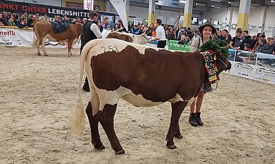 Lena Moser präsentierte mit ihrer Kalbin Glück den typischen Salzburger-Almabtrieb