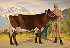 Kat.Nr. 132 - Dauerleistungskuh LORI v. Monika u. Klaus Vitzthum, Götz, Unken