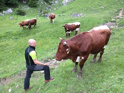 ...dürfen die Ochsen auf die Alm!