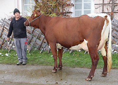 Jungkuh RIGOLA (V.Diamon LFS, 50%RF) von der LFS Litzlhof, Lendorf