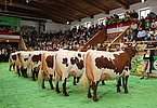 IMG 6601