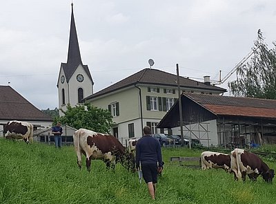 qualitätsvolle Rinder, die für Aufsehen und Begeisterung sorgen!