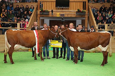 Bundessiegerinnen PINZGAUER x RF - Zeder (V.Marat) von Matthäus Hochfilzer, Ginsberg, Going und Gerda (V.Rester) von Marianne u. Georg Hochfilzer, Unterstein, Reith/K.