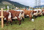 IMG 0720