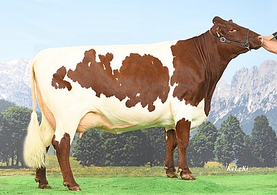 Mutter von Marathon - WOLKE (Fidelio x Moris) von Petra u. Michael Schiefer anlässlich der Pinzgauer Länderschau 2018