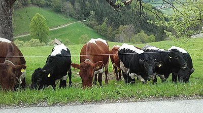 Qualitätsvolles Jungvieh von Familie Stadler!