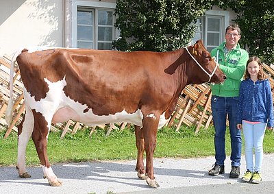 Jungkuh MILA (V.Arino Red) von Barbara Reitstätter, Hackl, Kössen