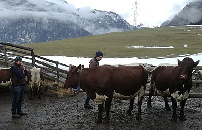 Die Kühe mussten sich durchaus strengen Blicken von Hermann Esterbauer, Thomas Edenhauer und Thomas Sendlhofer unterziehen. (in Nordtirol durfte Roland Dödlinger nicht fehlen)