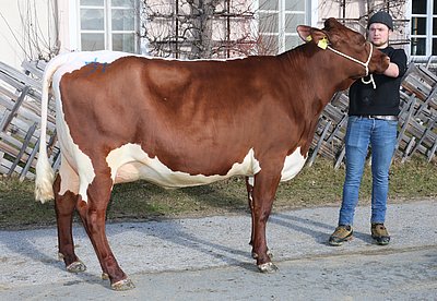 Jungkuh KERSTIN (V.Malsara, 44,1%RF) von Wolfgang Porsche, Schüttgut, Zell am See