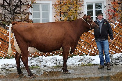 Zweitkalbskuh KORA (V.Carmano Red) von Wolfgang Porsche, Schüttgut, Zell am See
