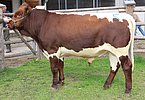 Zuchtstier LIMIT (Legal x Streber) von Familie Zehentner, Oberpiebing, Saalfelden