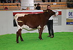 Richard Hochleitner mit SCHWOIB (V.Malsara)