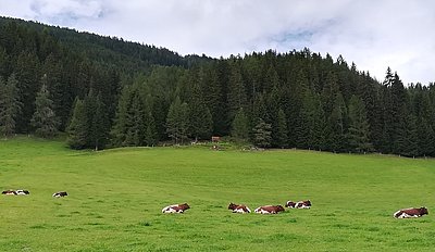 Produziert den besten Rohstoff für die Hofkäserei am Wielandhof - die schöne Milchkuhherde von Familie Perner in Lignitz/Mariapfarr!