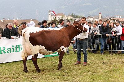 Stiermutter NEVADA (Locki x Maltus)