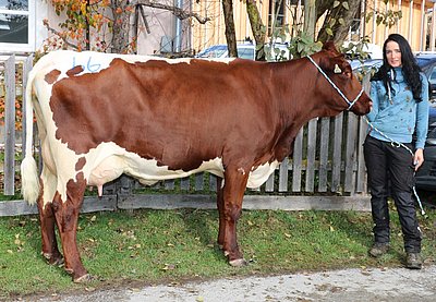 Zweitkalbskuh LUNA (V.Fasan) von Anna Wimmer, Götsch, St. Martin/Lofer