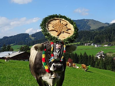 Eine hübsche Graue - auch ohne Hörner! ;)