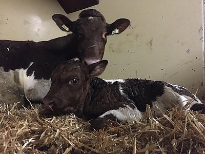 Selina mit ihrem Nachwuchs, der beizeiten in das "Ochsengemach" übersiedelt