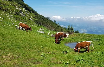 Fast kitschig bei Schönwetter - Sebastian Feldbachers Pinzgauer sorgen mit der Beweidung der Vierkaseralm für eine kontinuierliche Verbesserung der Alm- und Weidelandschaft!