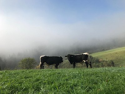 Aktuell die Jüngsten von Bernd Mußbacher in Gußwerk - zwei schwarze Prachtkerle, vermittelt von der EZG Salzburger Rind!
