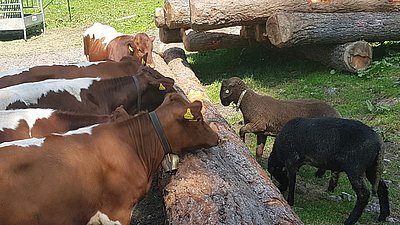 Freundschaftliche Annäherung auf der Piffalm!