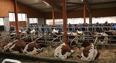 Brachte viele zum Staunen - das prächige reinrassige Inventar von Familie Bamberger, Lehen!