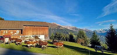 Traumhafte Herbsttage im Schweizerischen Pany, wo die Pinzgauer von Fam. Putzi zu Hause sind!