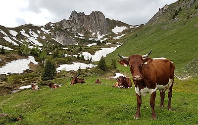 Auf der Aualm lässt der Sommer noch ein wenig auf sich warten!