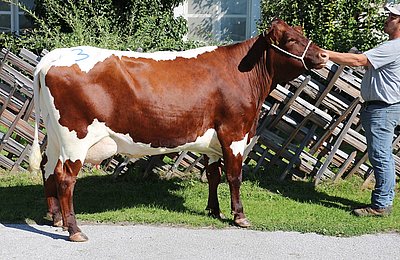 Zweitkalbskukh ALFA (V.Lesser, 34,4%RF) von Hermann Esterbauer, Oberklamm, St.Veit/Pg.