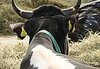 IMG 0341