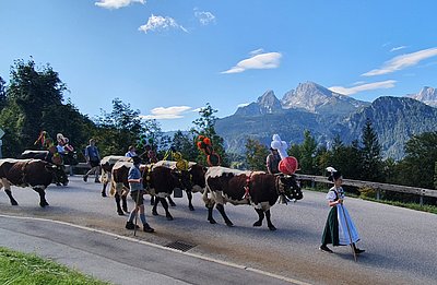 Voller Freude und Stolz führt Anna Brandner ihre Pinzgauerkühe über den Faselsberg heimwärts zum Brandnerhof!
