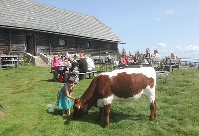 Liebling aller Almbesucher - das Kalb von Gabriele Huber, Brandstatt in Radstadt!