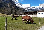 Familie Rainer setzt auf Kurzrasenweide und somit frühestmöglichen Weidestart!