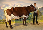 Kat.Nr. 243 Gruppensiegerin PREIS (V.Rester) v. Gesnbr. Zehentner, Oberpiebing, Saalfelden
