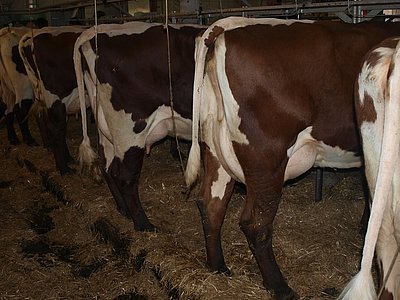 Nicht weniger beeindruckend - die Kuhherde des Perfelders!