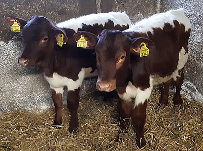 Ein schöner Doppelpack, der vom Jagglhof in Niedernsill nach Tauchen-Schaueregg übersiedeln durfte!
