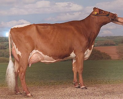 Reservechampion BAMBI (V.Power Red) von Wolfgang Porsche, Schüttgut, Zell am See