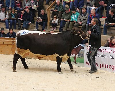 RENE (RolandoxLupo) von Horst Schnitzer, Jaklbauer, Feldkirchen/Ktn.