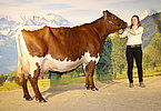 Kat.Nr. 80 - Gruppendritte LILLY (V.Rubin) v. Gesnbr. Schmiderer, Vorderkasbichl, Saalfelden