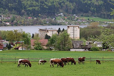 Mit Blick auf den Ossiacher See! Die Gruppe der Mutterkühe mit Herdenchef Haller-Fit!