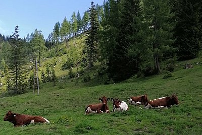 Uns geht's gut! Kalbinnen von Familie Reiter, Kurzgrub am Mitterberg in Werfenweng